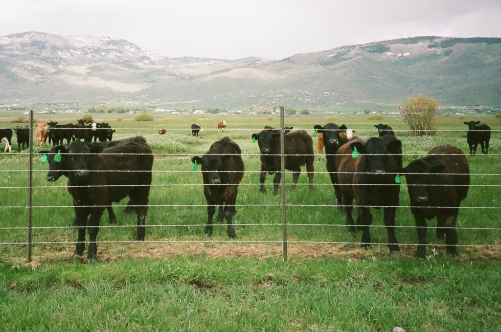 ballerinafarm