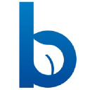 blueleaf