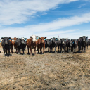 kaskocattle