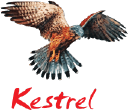 kestrel
