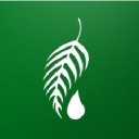 melaleuca