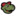 snapper