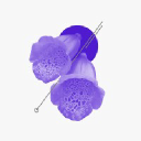 Digitalis Ventures investor & venture capital firm logo