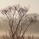 Three Tree Ventures venture capital firm logo